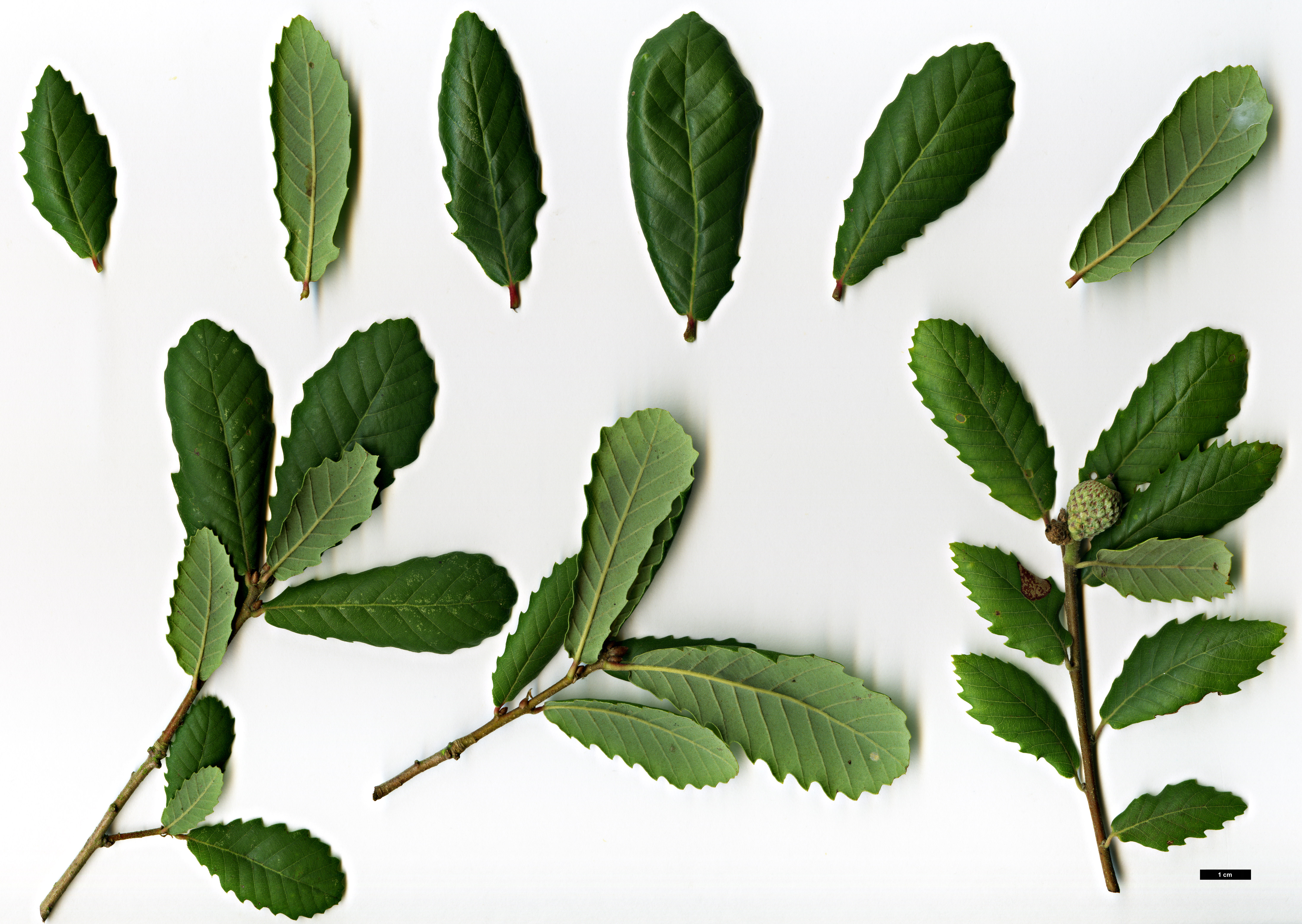 High resolution image: Family: Fagaceae - Genus: Quercus - Taxon: ×amaralii (Q.canariensis × Q.suber)